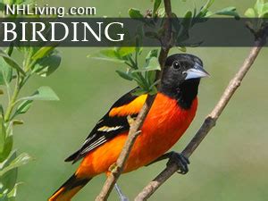 NH Birding Birdwaching Bird Photographs Bird vacation Warblers Eagles Rare Birds New Hampshire ...