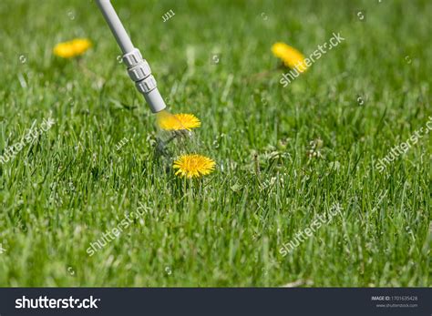 Dandelion Weed Lawn Spraying Weed Killer Stock Photo 1701635428 | Shutterstock