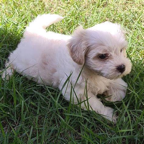 Teacup puppies for adoption — Teacup puppies for adoption