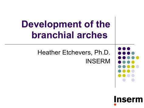 Development Of The Branchial Arches