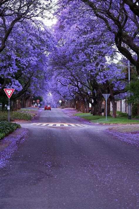 Jacaranda Trees, Pretoria | Jacaranda tree, Beautiful gardens ...