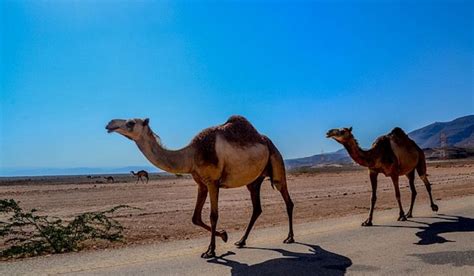 أهم أنواع الجمال في العالم - موقع المصطبة