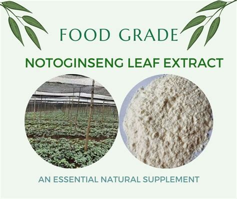 The Health Benefits of Notoginseng Leaf Extract: An Essential Natural Supplement | by ...