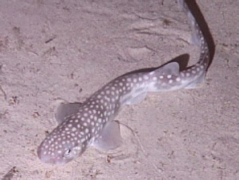 File:Catshark oedv.jpg - Wikipedia