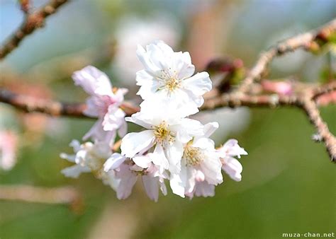 Winter sakura cherry blossoms