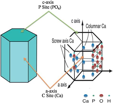 Hexagonal crystal structure of HA with " C " and " P " sites. The... | Download Scientific Diagram