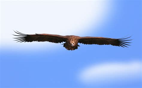 eagle flying - HD Desktop Wallpapers | 4k HD