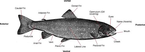 Trout Anatomy & Physiology Diagram