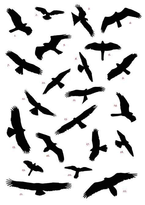 Spanish Raptor Silhouette Competition Birding In Spain Blog - ClipArt ...