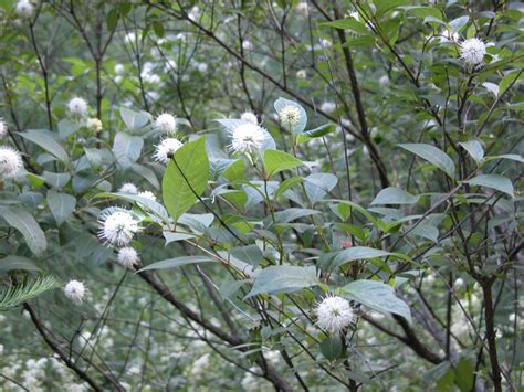 Minnesota Wildflowers 92