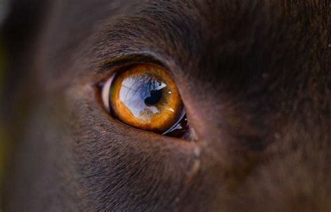 Can Dogs See Color? (Plus, facts about your dog’s vision—and yours—that ...