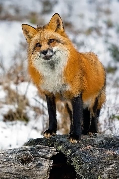 Cute Foxes - Gallery | eBaum's World