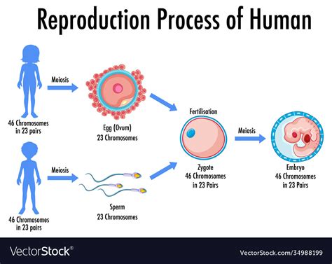 Reproduction Process Human Infographic Royalty Free Vector - Riset