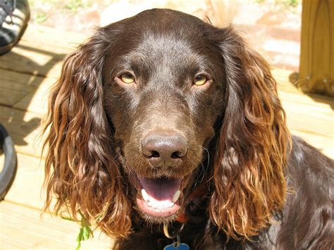 Cocker Spaniel Direction Training - Easy Spaniel Training