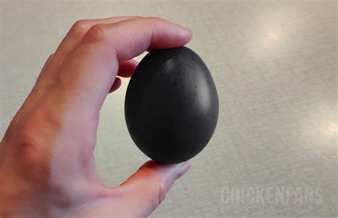 Black Chicken Eggs Myths Busted | Chicken Fans