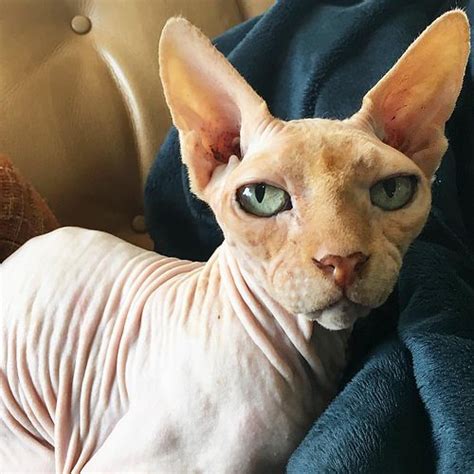 Rise of the Bald Cats: The Strange and Beautiful