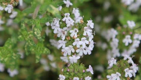 What are the medicinal uses of Thyme? - The Herbal Resource