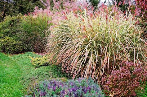 24 Best Perennial Flowers for Clay Soil Gardens | Flowers perennials, Shade plants, Best perennials