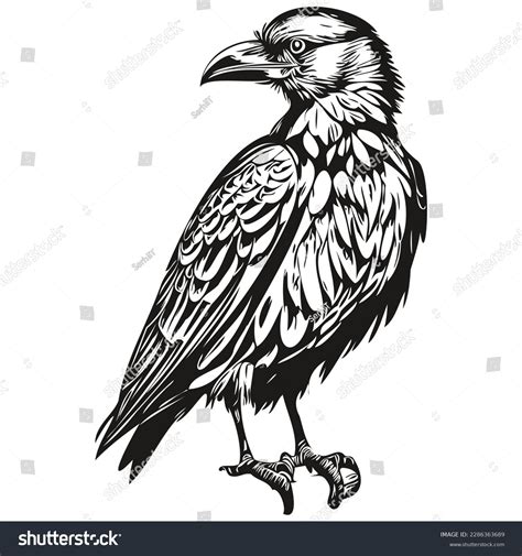 Raven Vector Illustration Line Art Drawing Stock Vector (Royalty Free ...