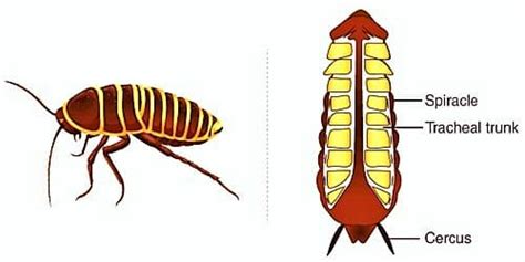 Respiratory System of Cockroach - QS Study