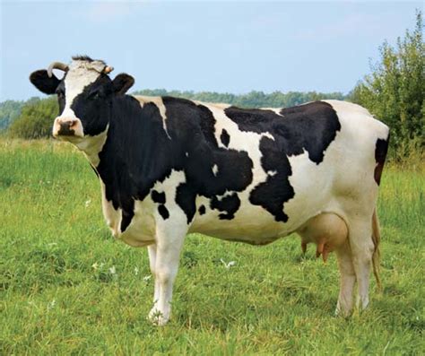 Holstein cow | Encyclopedia Britannica