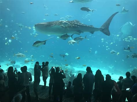 Where Did The Georgia Aquarium Whale Sharks Come From - Aquarium Views