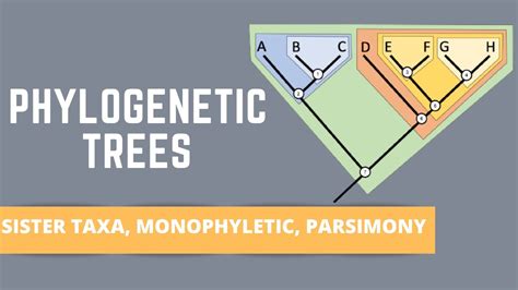 Are Fish A Monophyletic Group? Top Answer Update - Chambazone.com