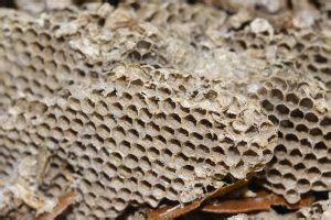 Yellow paper wasp nest - Green Path