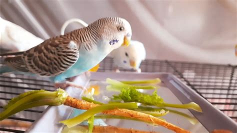 budgies playing and talking - YouTube