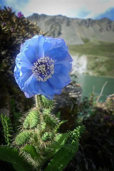 BHUTAN: The National Flower of Bhutan