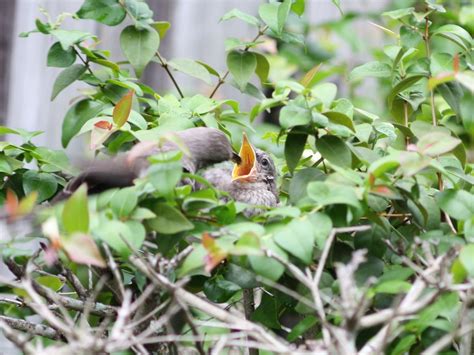 Northern Mockingbird Nesting (Behavior, Eggs, Location) | Birdfact