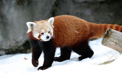 RED PANDAS!!!