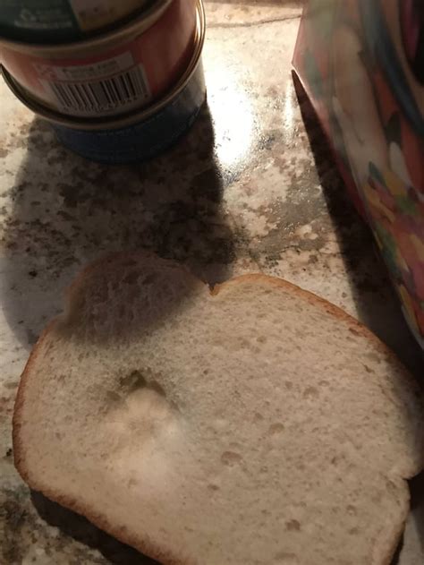 My cat stepped on my bread. : r/aww