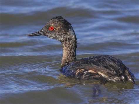 Eared Grebe - eBird