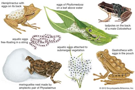 23 avril 2020 – Les fossiles de grenouilles en Antarctique offrent la ...