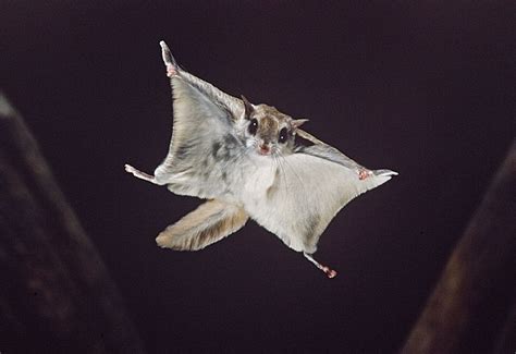 flying-squirrel-2-mm278_3 | Flying squirrel pet, Flying squirrel, Canadian animals