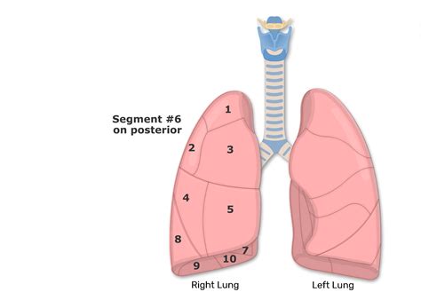 How Many Lobes Are In The Left Lung