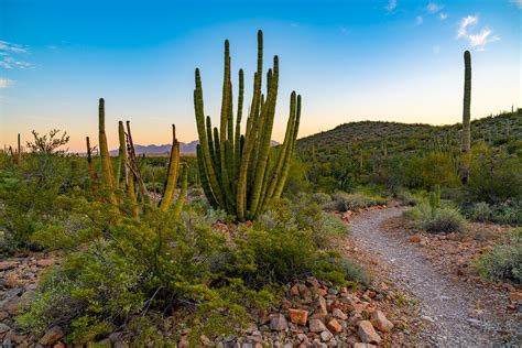 Organ Pipe Cactus National Monument | Adventurous Way