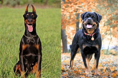 Doberman Vs Rottweiler - Comparison Of Two German Guard Dogs