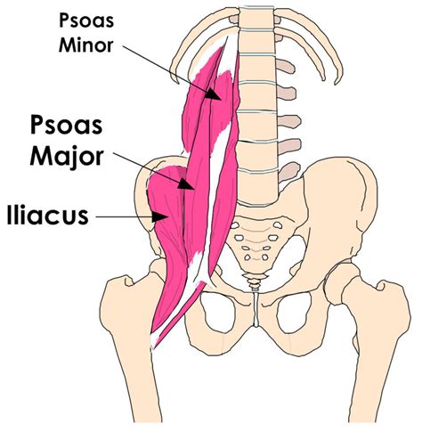 Tight Hip Flexors and Back Pain, Knee and Foot Pain » The BioMechanics ...