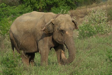 The Remarkable Cognitive Abilities Of Elephants - Wildlife SOS