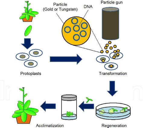 [PDF] Methods to Transfer Foreign Genes to Plants | Semantic Scholar