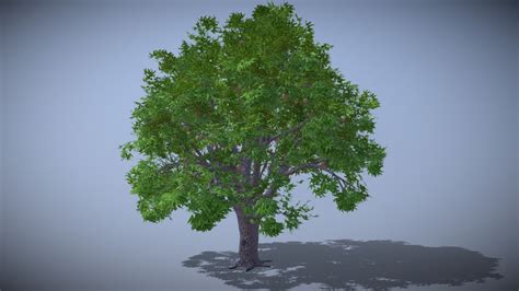 Mango Tree - Download Free 3D model by stealth86 [4b18605] - Sketchfab