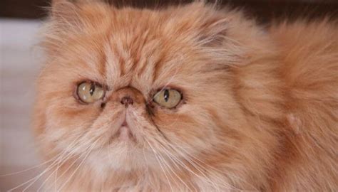 Garfield Cat Breed (Persian Tabby) - Everything You Need To Know ...