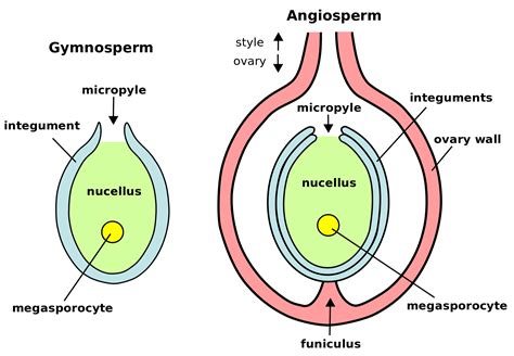 megagametophyte gymnosperm vs angiosperm | Biology, Biology units, Gymnosperm