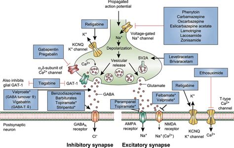 Glutamate and GABA Diagram | Quizlet