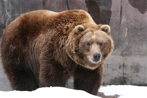 Stunning HD picture of a majestic grizzly bear : bears