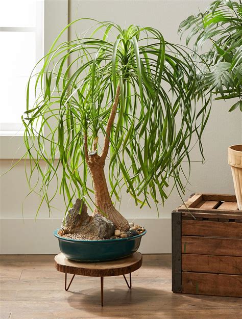 Try These 24 Easy-to-Grow Houseplants With Low Watering Needs | Plantas de interior, Plantas de ...