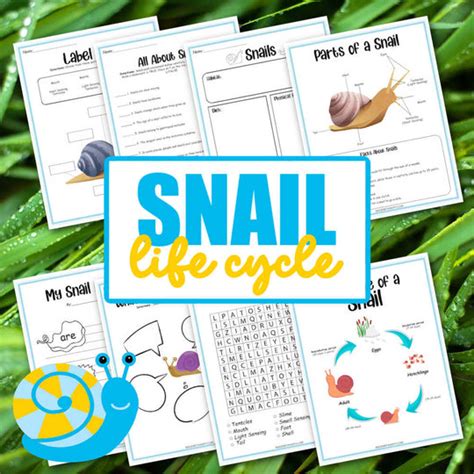 Snail Life Cycle Worksheets – madewithhappy