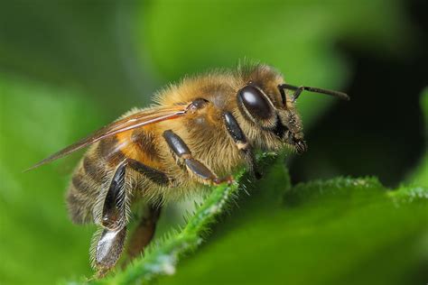 Honey Bee – wildlifemacro